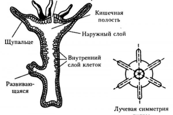 Кракен новый маркетплейс