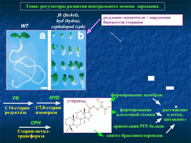 Kraken фейк сайт